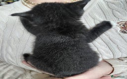 Mixed Breed cats for sale: 4 sweet ghost tabby tuxedo kittens - Image 5