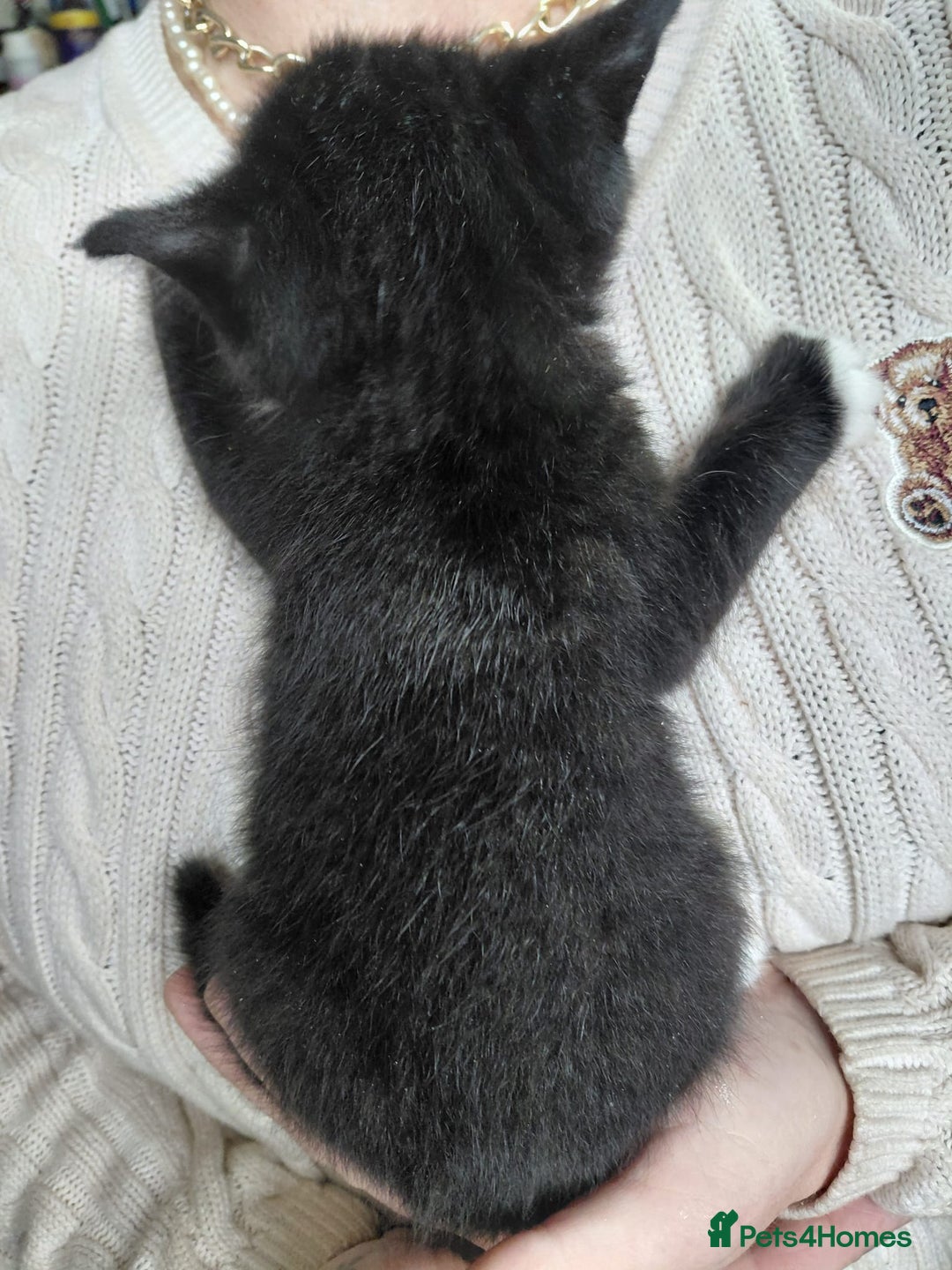Mixed Breed cats for sale: 4 sweet ghost tabby tuxedo kittens - Image 5