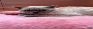 British Shorthair 1