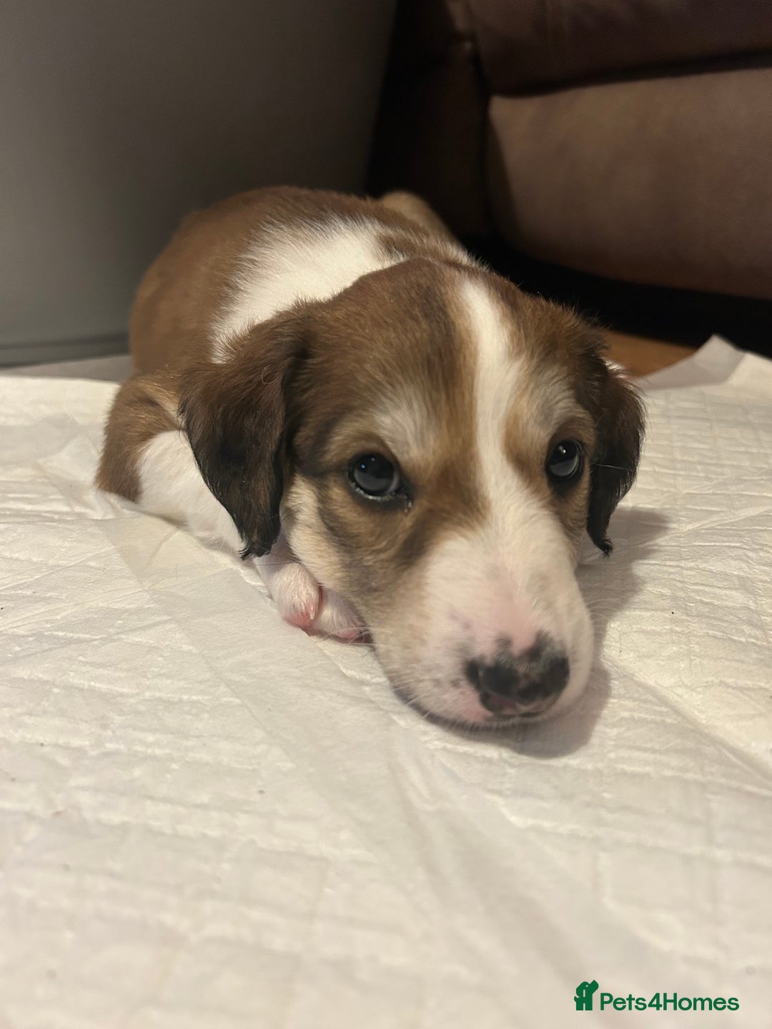 Mixed Breed dogs for sale: Stunning saluki cross Norfolk Wolly  lurcher  - Advert 8