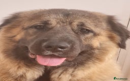 Caucasian Shepherd Dog dogs for sale: Caucasian Shepherd Female 1 Year and 10 months - Image 7