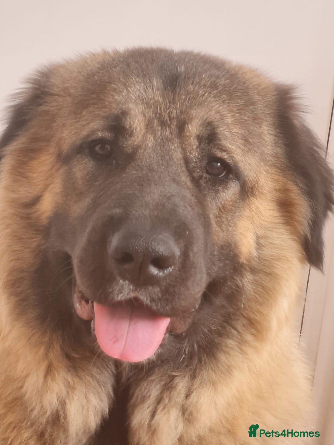 Caucasian Shepherd Dog dogs for sale: Caucasian Shepherd Female 1 Year and 10 months - Image 7