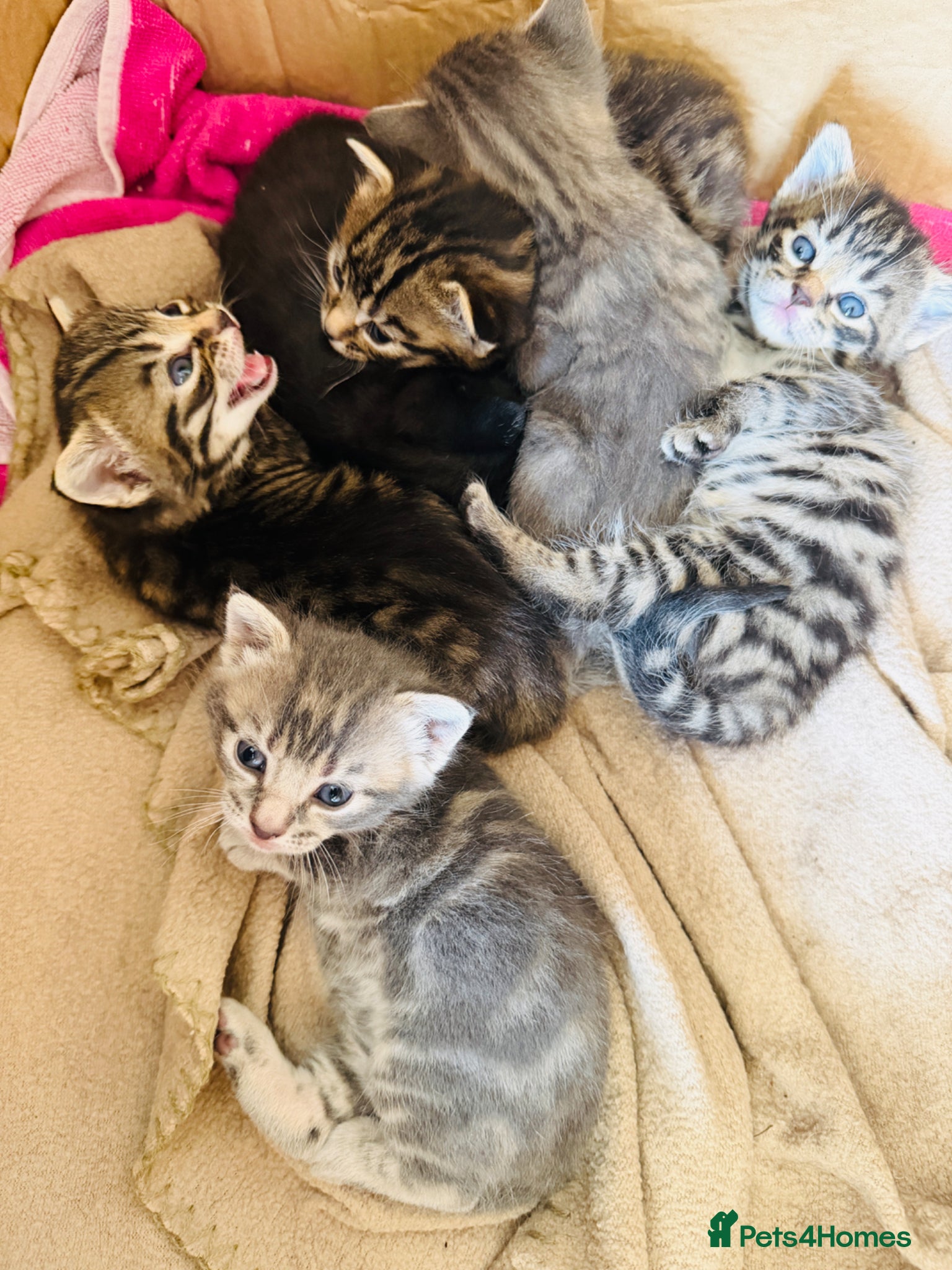 Mixed Breed cats Beautiful Kittens BSH Cross - Advert 1