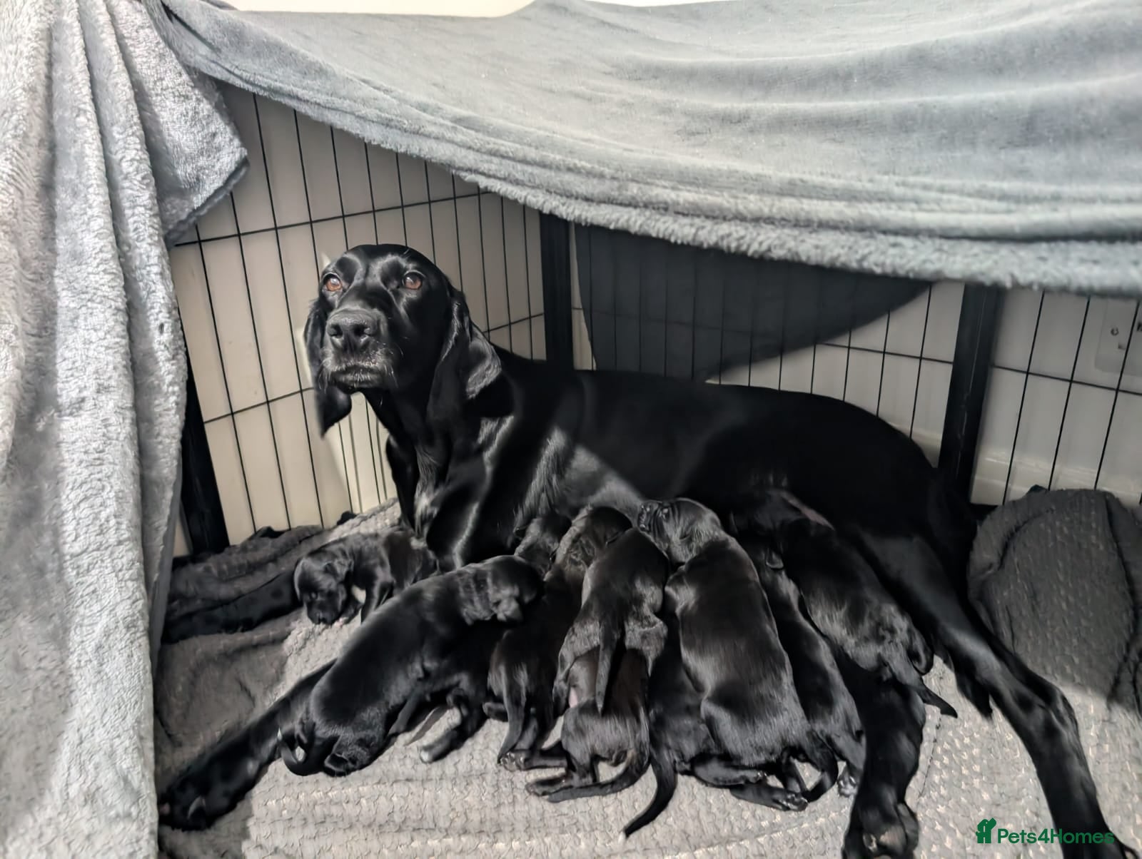 Mixed Breed dogs 10 Puppies for sale 2nd litter,  - Advert 1