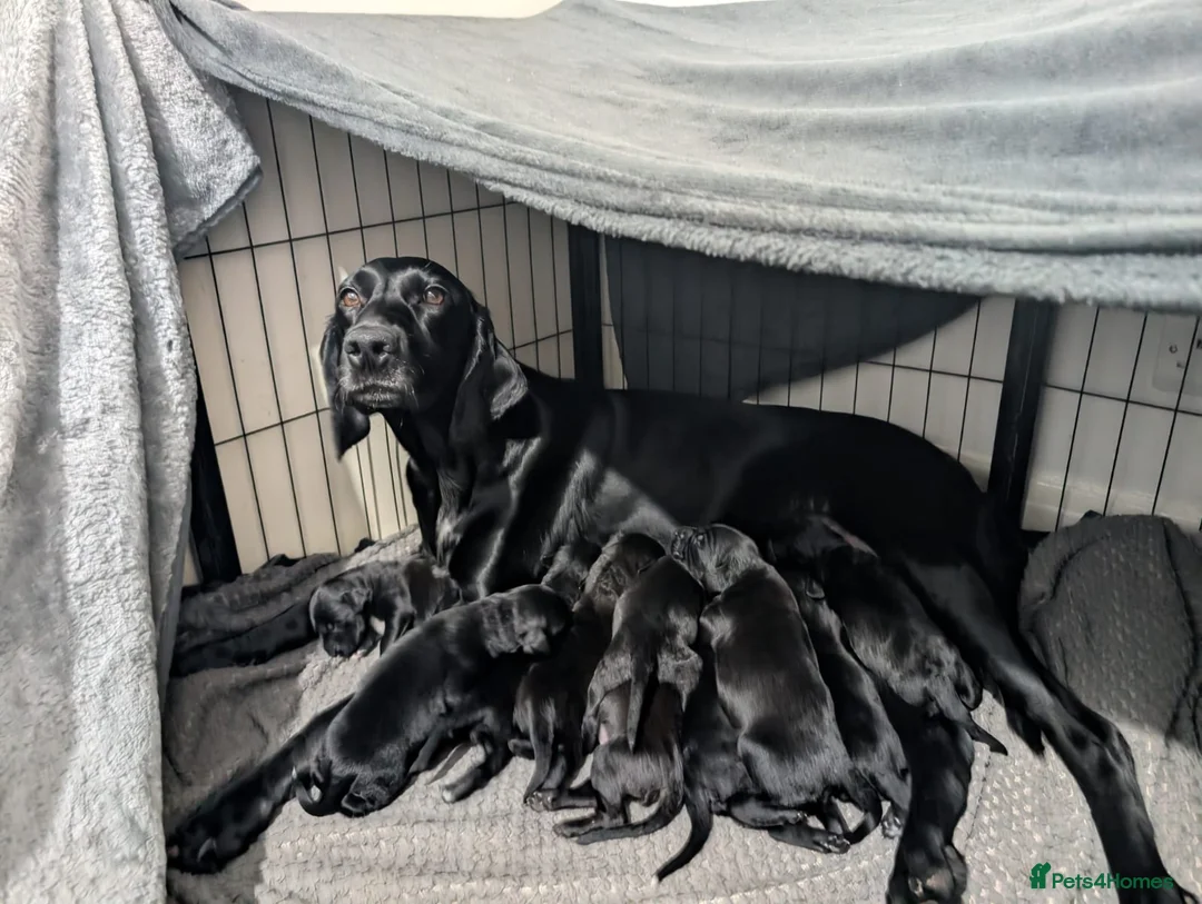 Mixed Breed dogs for sale: 10 Puppies for sale 2nd litter,  - Advert 1