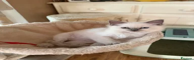 Ragdoll 1