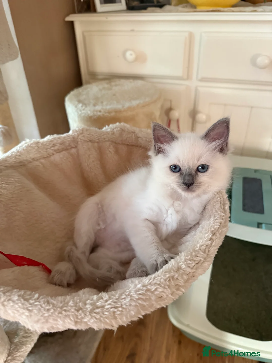 Ragdoll cats for sale: Beautiful blue point radgdoll kittens  - Advert 2