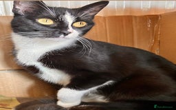 British Shorthair cats for sale: 2 black kittens  - Image 2