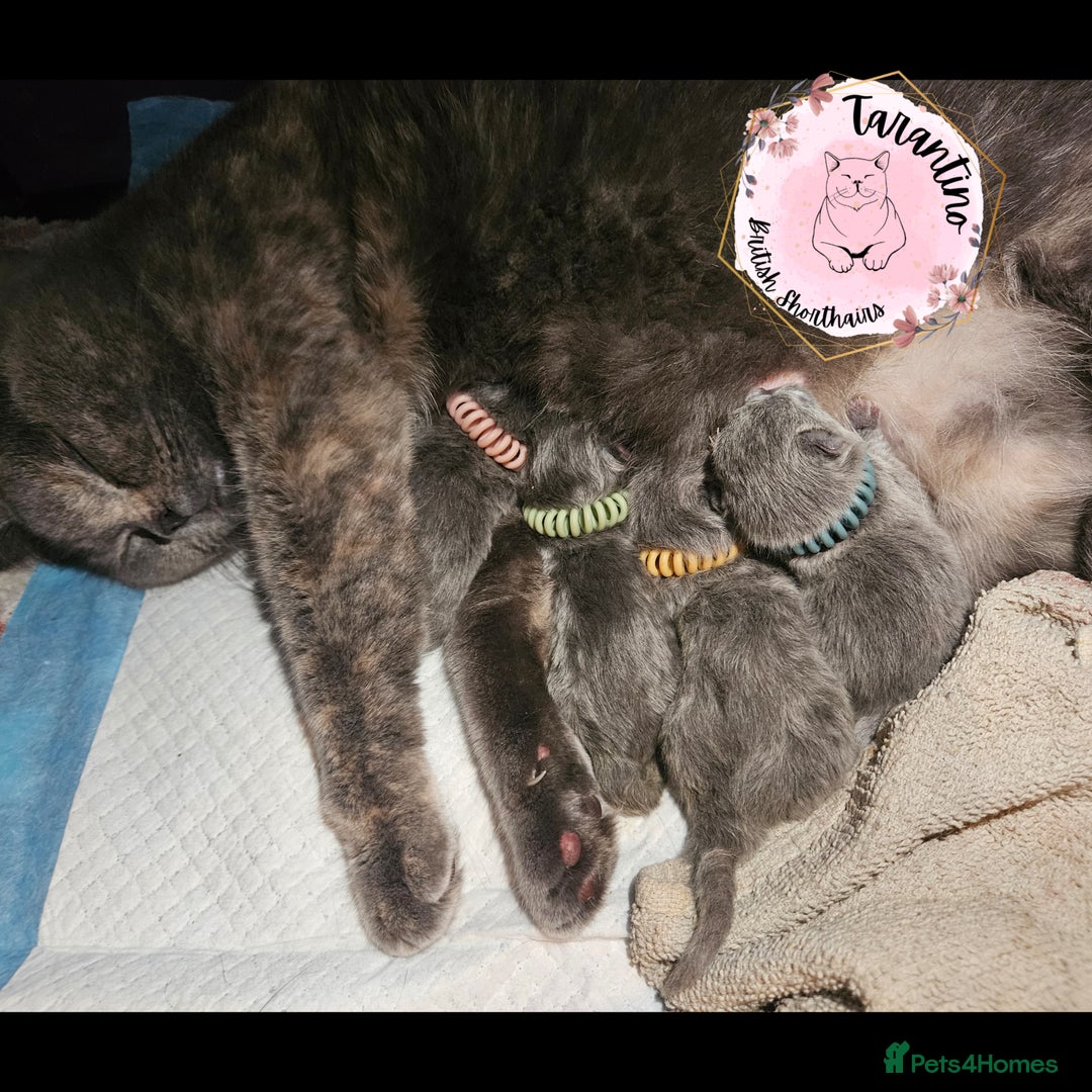 British Longhair cats for sale: GORGEOUS GCCF BRITISH LONGHAIR KITTEN  - Image 7