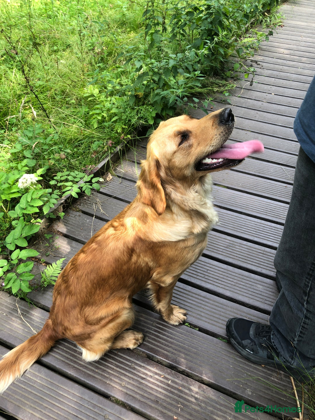 Golden Retriever dogs for sale: Robin Fully Trained KC Reg Golden Retriever - Image 4