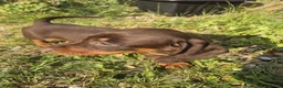 Dachshund dogs for sale: Chocolate & Tan Miniature Dachshund plus more - Advert 30