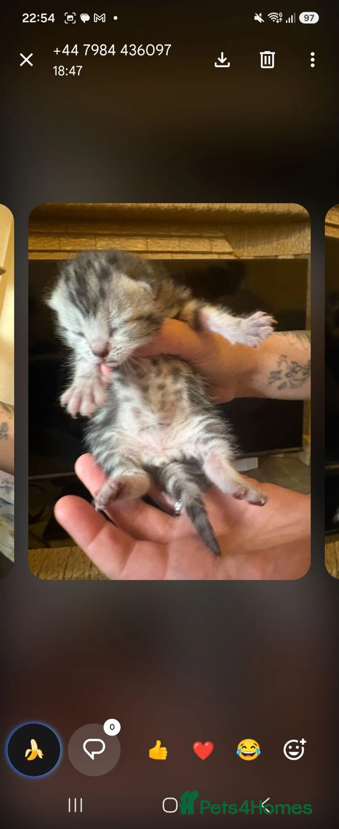 Burmese cats for sale: Beautiful kittens - Advert 12
