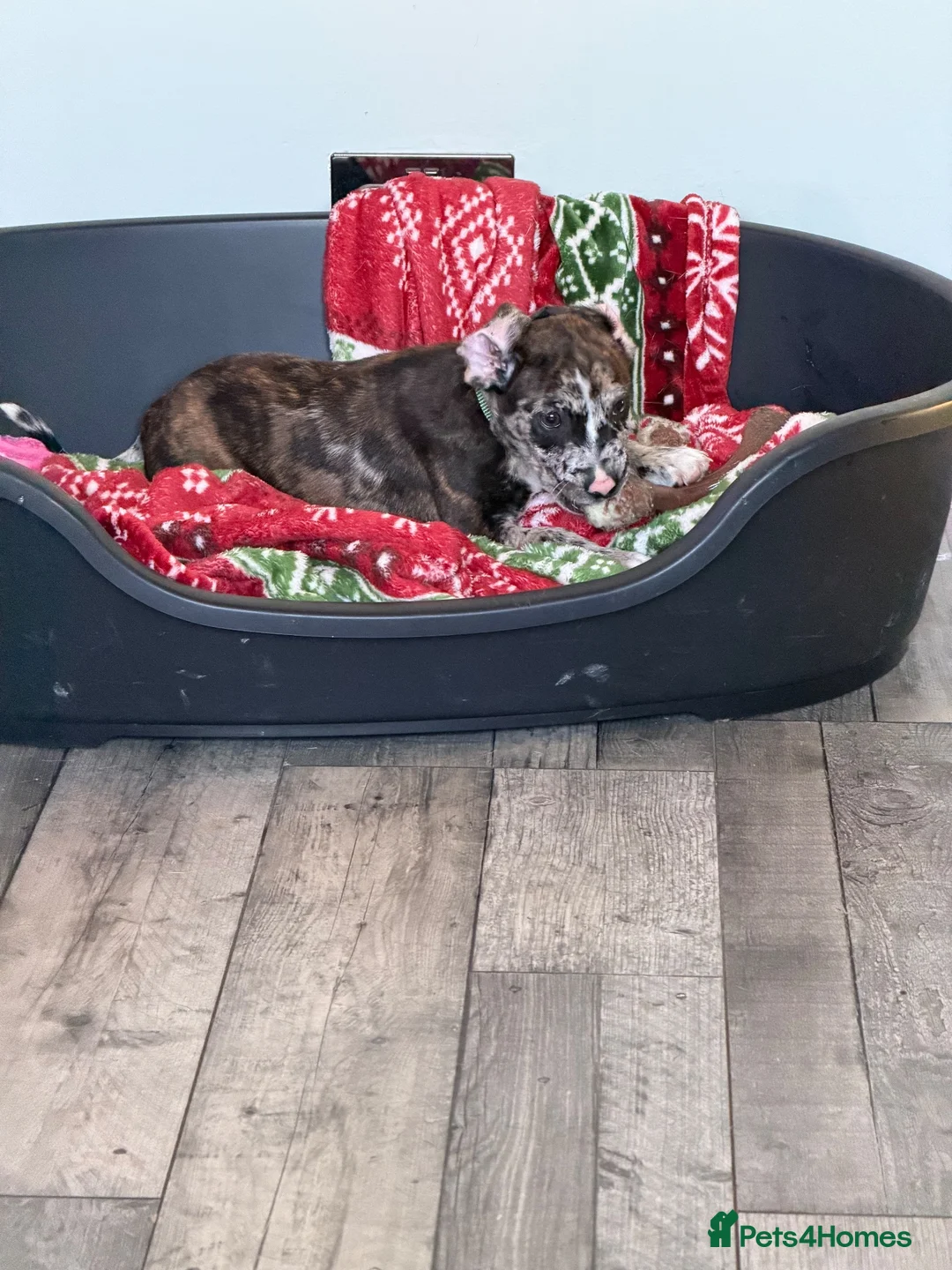 Mixed Breed dogs for sale: 1 male and 1 female puppies for sale  in Dudley - Advert 15