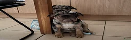 English Bulldog dogs for sale: English bulldog in London - Advert 2