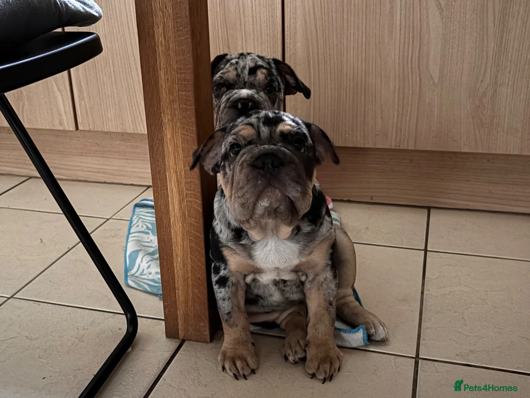 English Bulldog dogs for sale: English bulldog in London - Advert 2