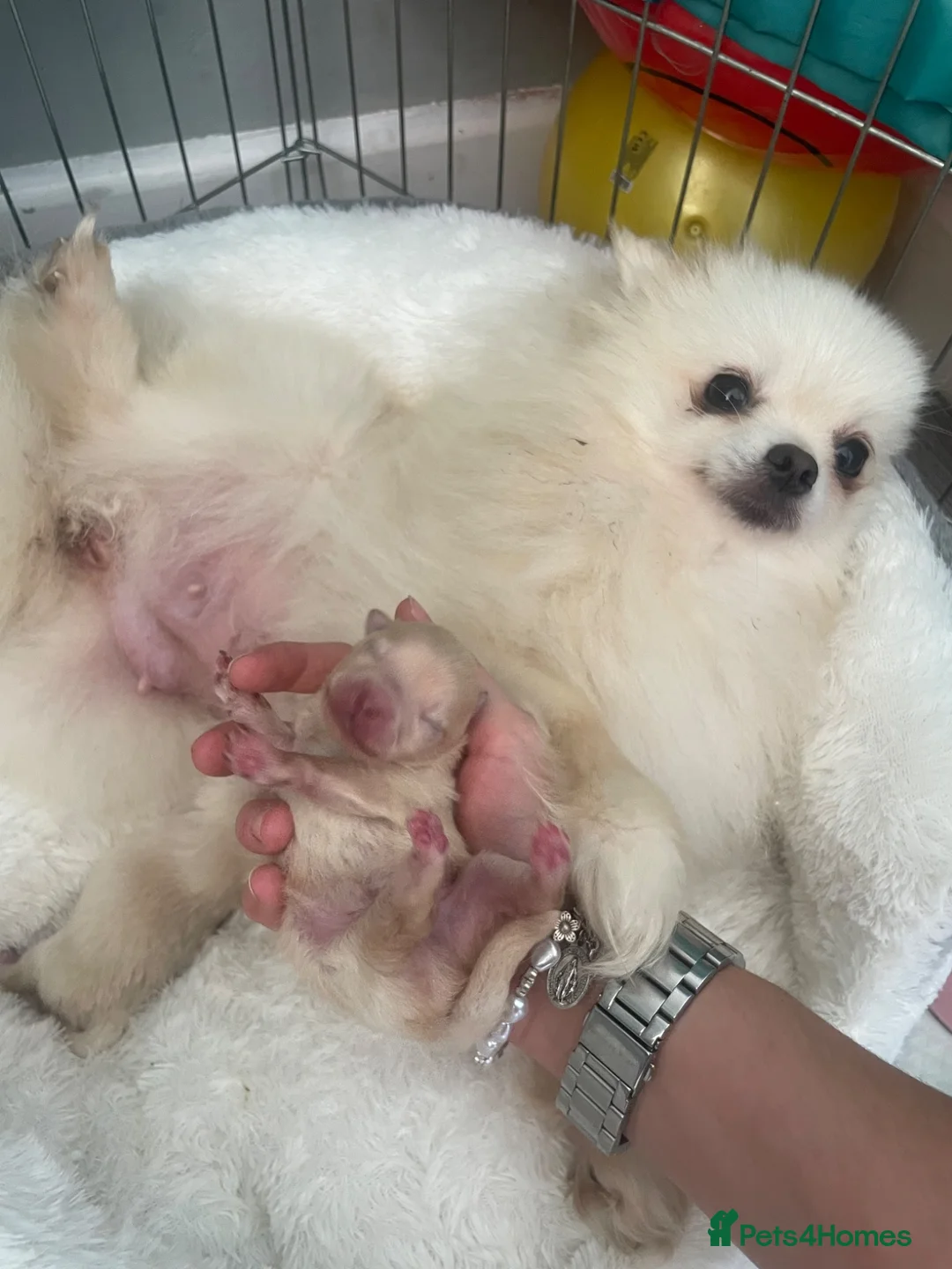 Pomeranian dogs for sale: Beautiful teddy bear faced poms - Advert 2