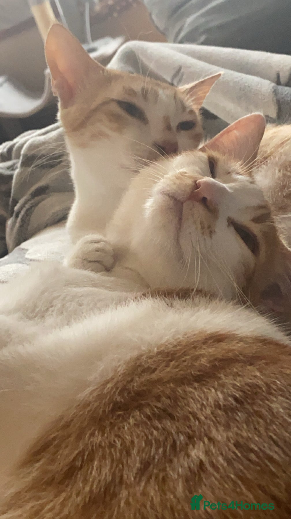 Arabian Mau cats 2 loving Sibling cats  - Advert 3