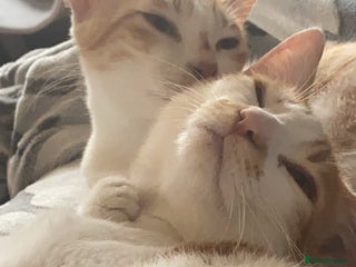 Arabian Mau cats 2 loving Sibling cats - Advert 1