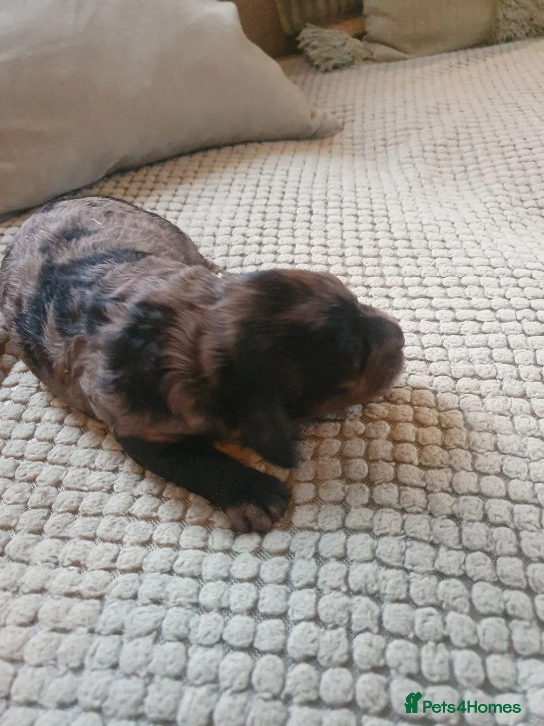 Sproodle dogs for sale: sproodle f1 puppies in Ayr - Advert 9
