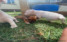 Mixed Breed dogs for sale: Jack Russels  - Image 6