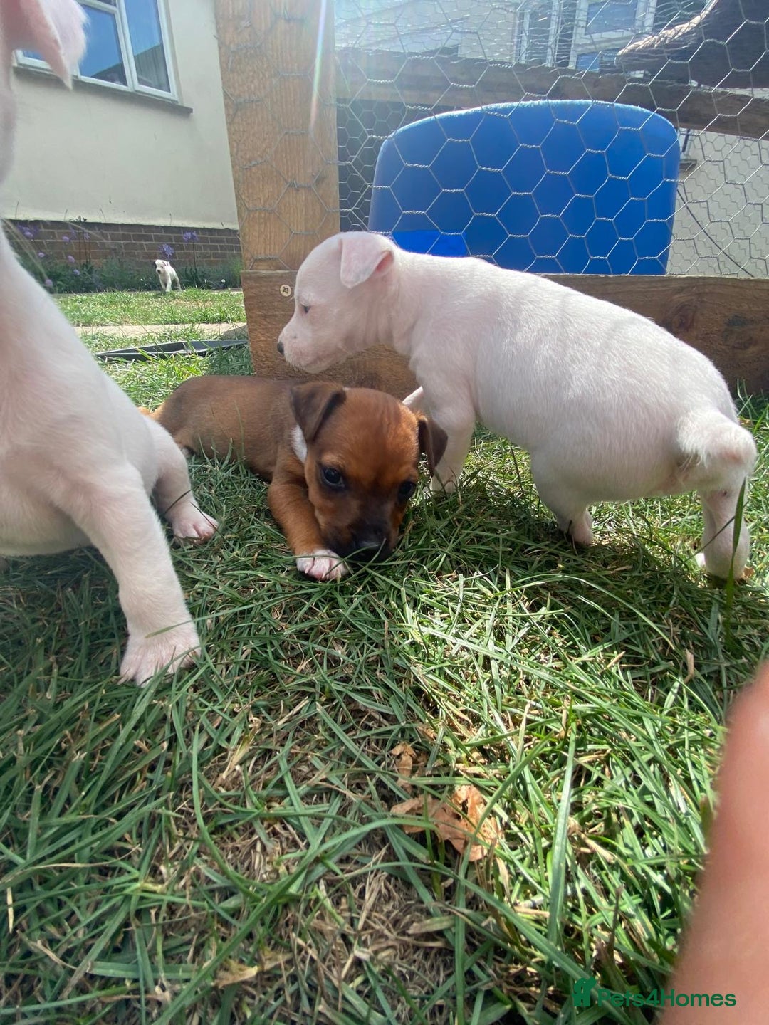 Mixed Breed dogs for sale: Jack Russels  - Image 6