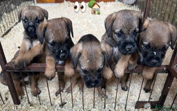Border Terrier dogs for sale: KC Border Terrier Puppies  - Image 8