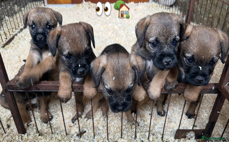 Border Terrier dogs - Advert 1