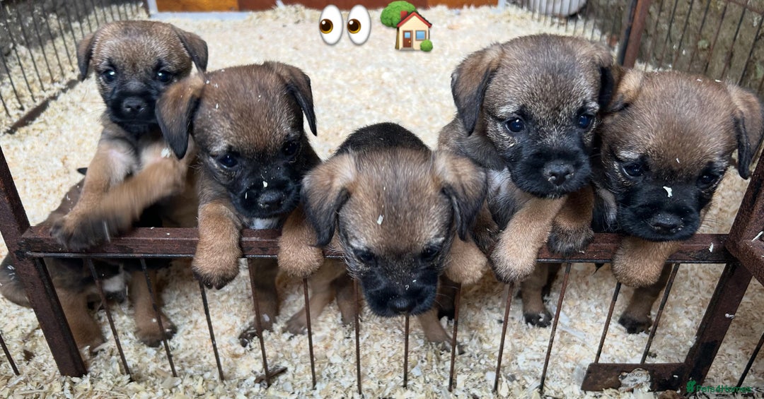 Border Terrier dogs for sale: KC Border Terrier Puppies  - Image 8