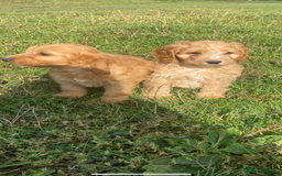 Cockapoo dogs for sale: Cockapoo puppies for sale - Image 4