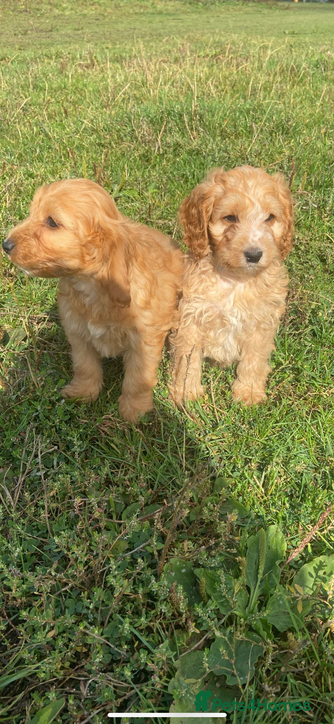 Cockapoo dogs for sale: Cockapoo puppies for sale - Image 4