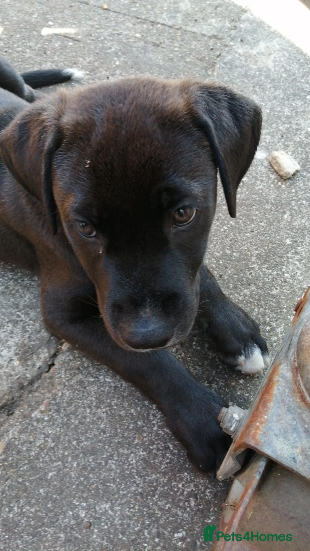 Mixed Breed dogs for sale: Trunks - Advert 1
