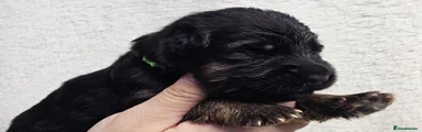 German Shepherd 6