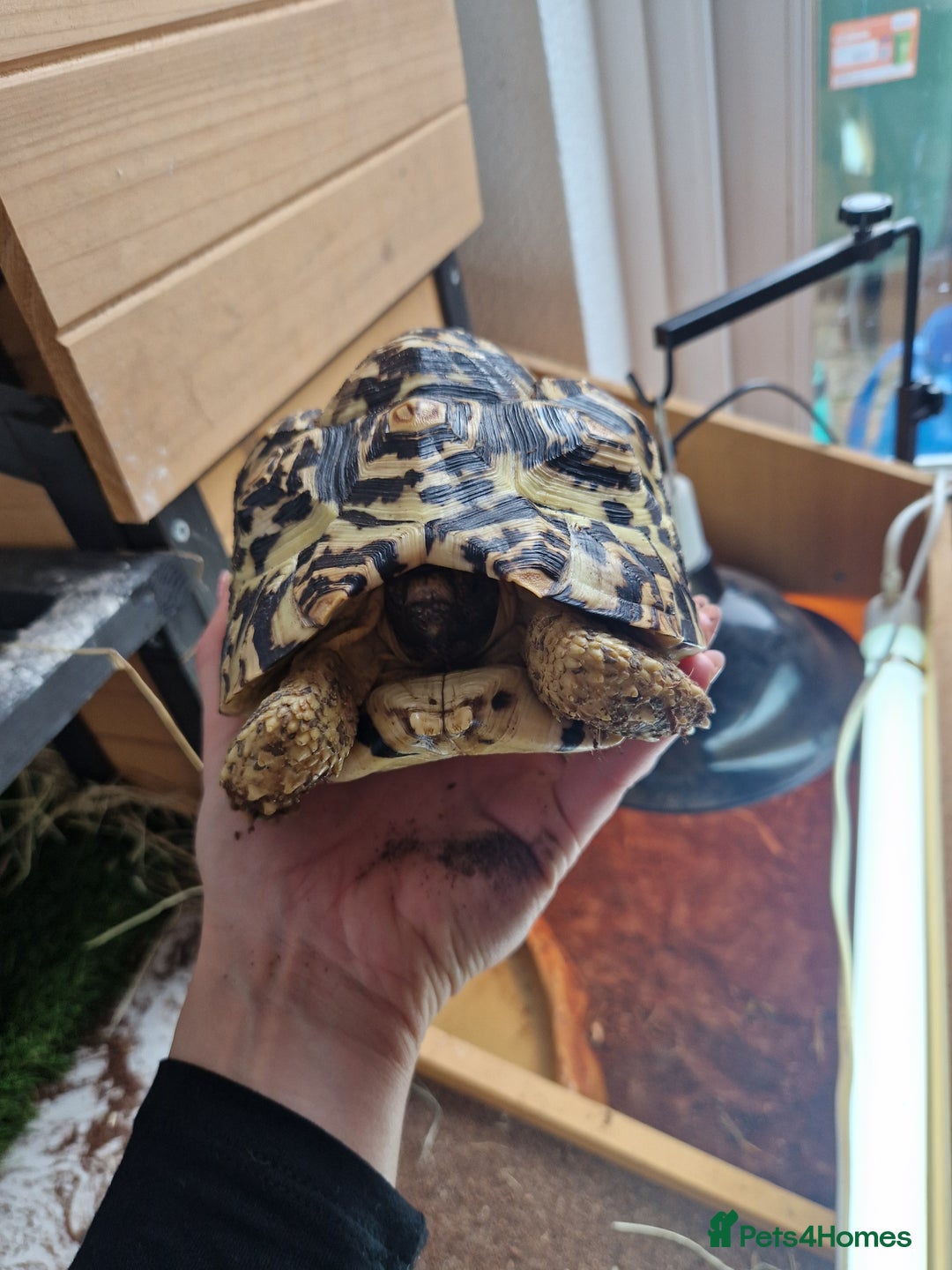 Tortoise reptiles for sale: Leopard Tortoise - Image 3