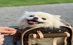 Pomeranian dogs for sale: 🐶🩷White female Pomeranian🐶🩷 - Image 6