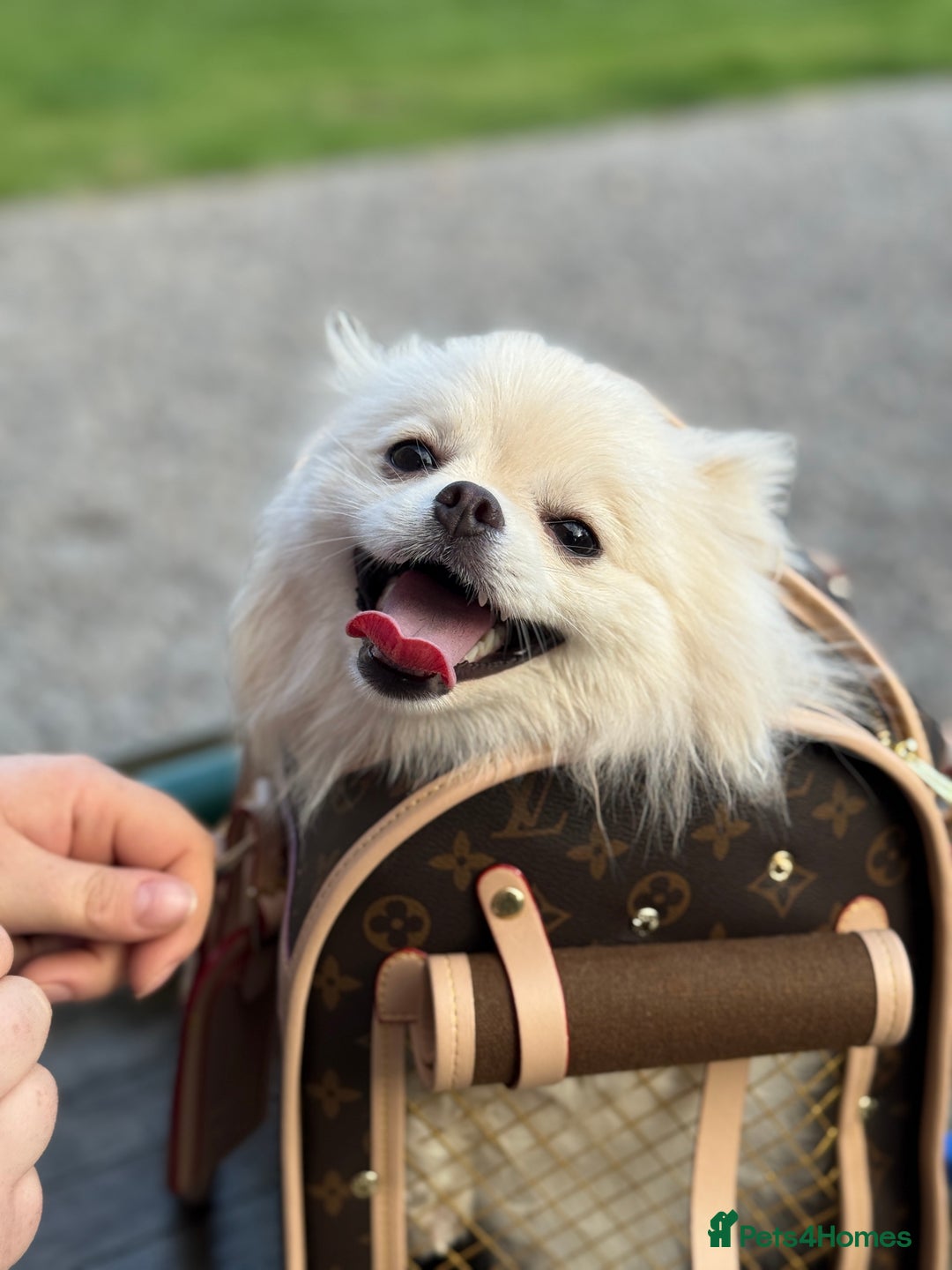 Pomeranian dogs for sale: 🐶🩷White female Pomeranian🐶🩷 - Image 6