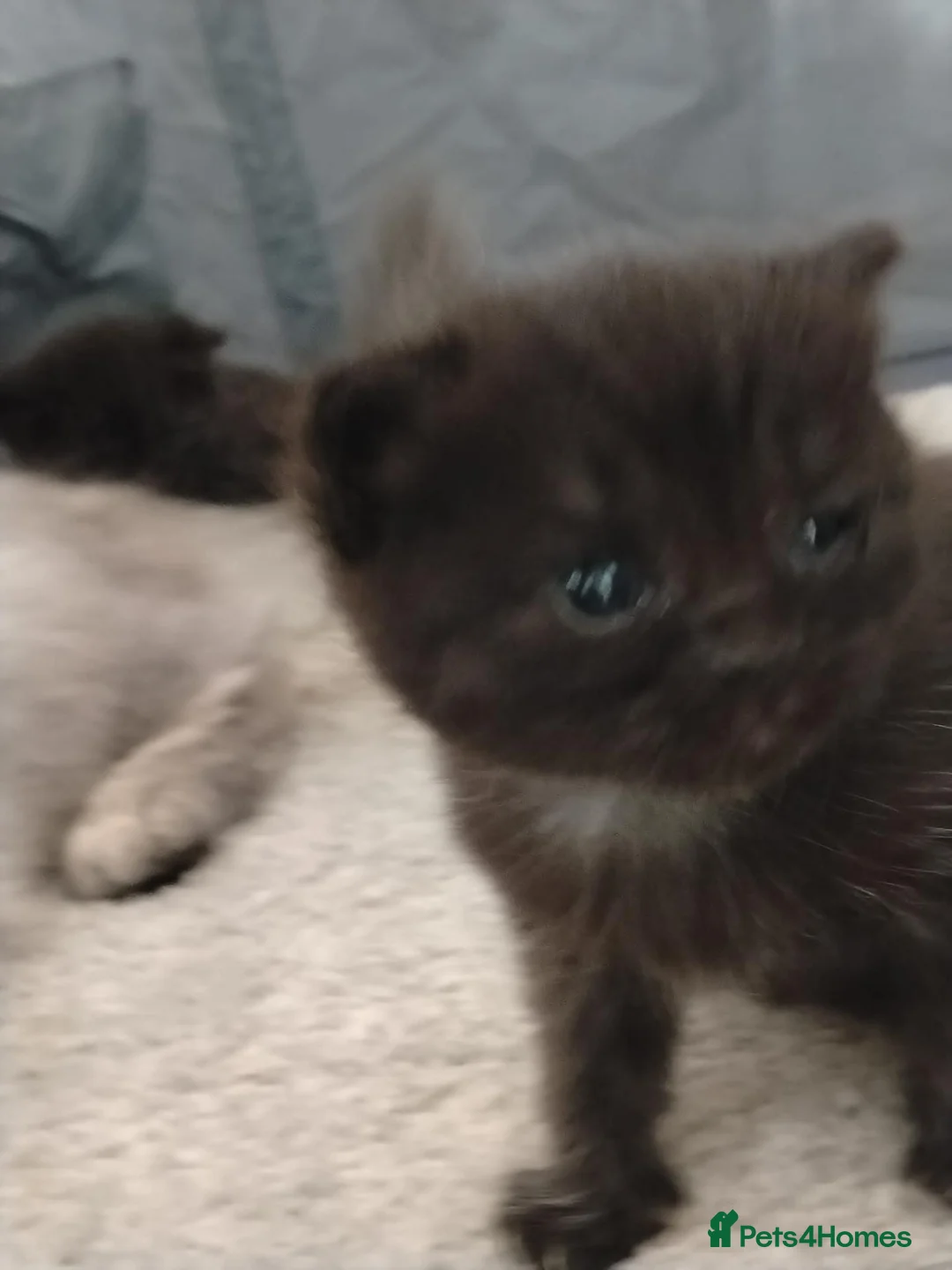 Mixed Breed cats for sale: Persian cross kitties  in Doncaster - Advert 6