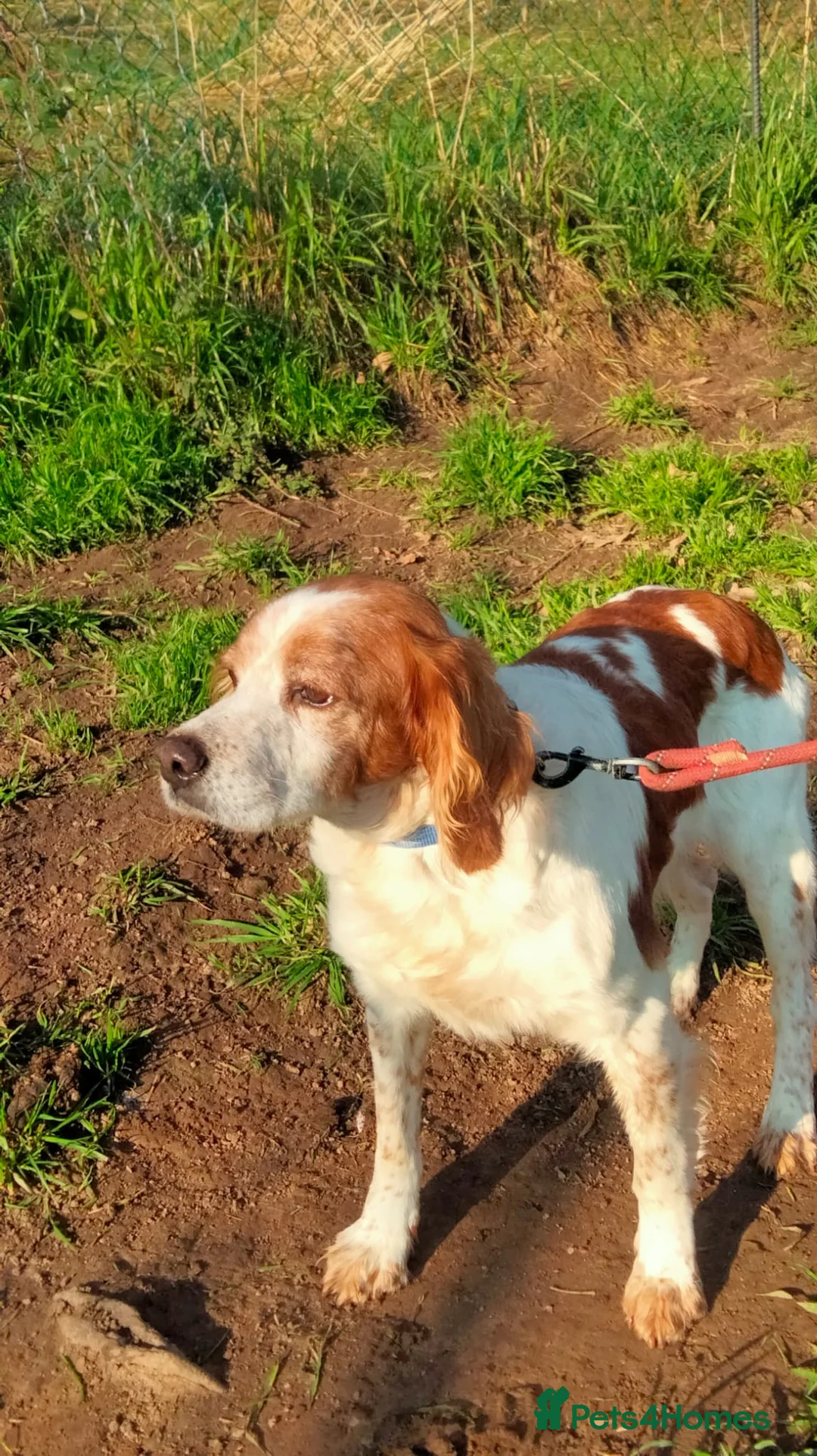 Brittany Spaniel dogs for adoption: Onil, a gorgeous Brittany - Advert 4
