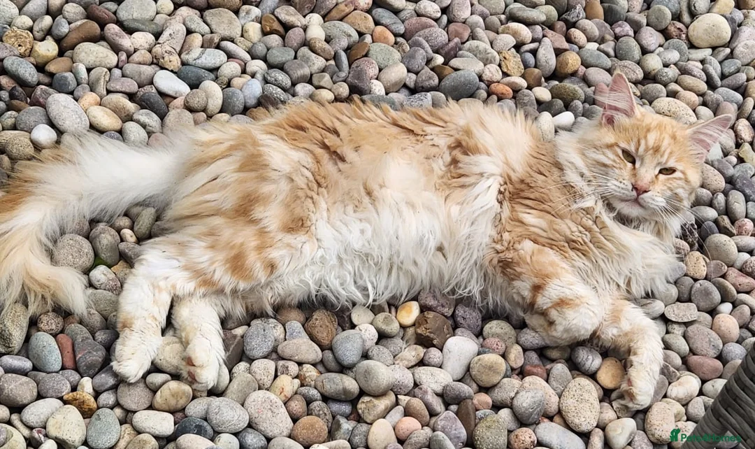 Maine Coon cats for sale: Maine Coon Kittens ready April - Advert 23