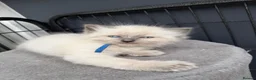Ragdoll cats for sale: Blue lynx and bi colour ragdoll kittens in Bradford - Advert 11