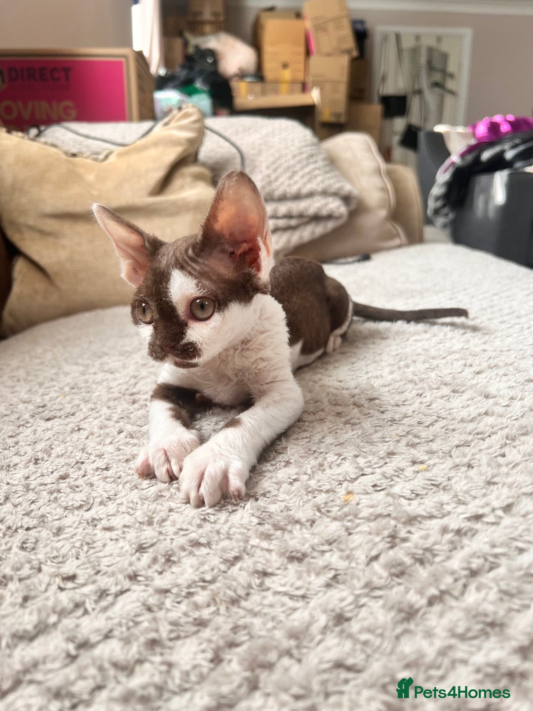 Devon Rex cats for sale: Beautiful tortie girl  - Image 4
