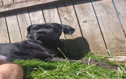 Cane Corso dogs for stud: Looking for stud - Image 1