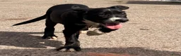Mixed Breed dogs for sale: Collie x - Advert 2