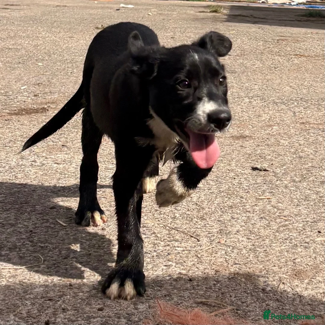 Mixed Breed dogs for sale: Collie x - Advert 2