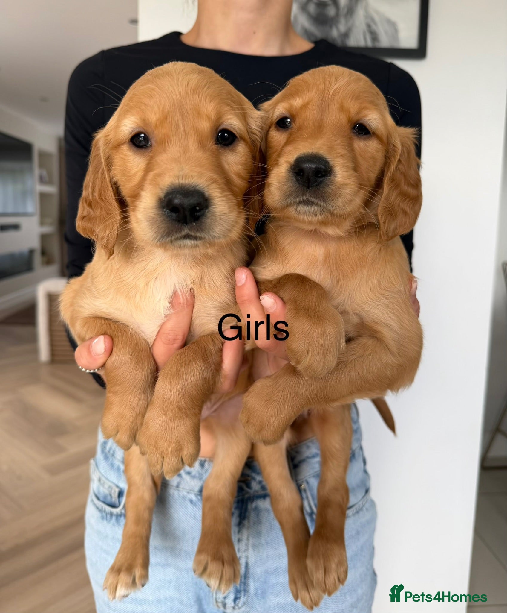 Golden Retriever dogs Dark Working retriever puppies  - Advert 1