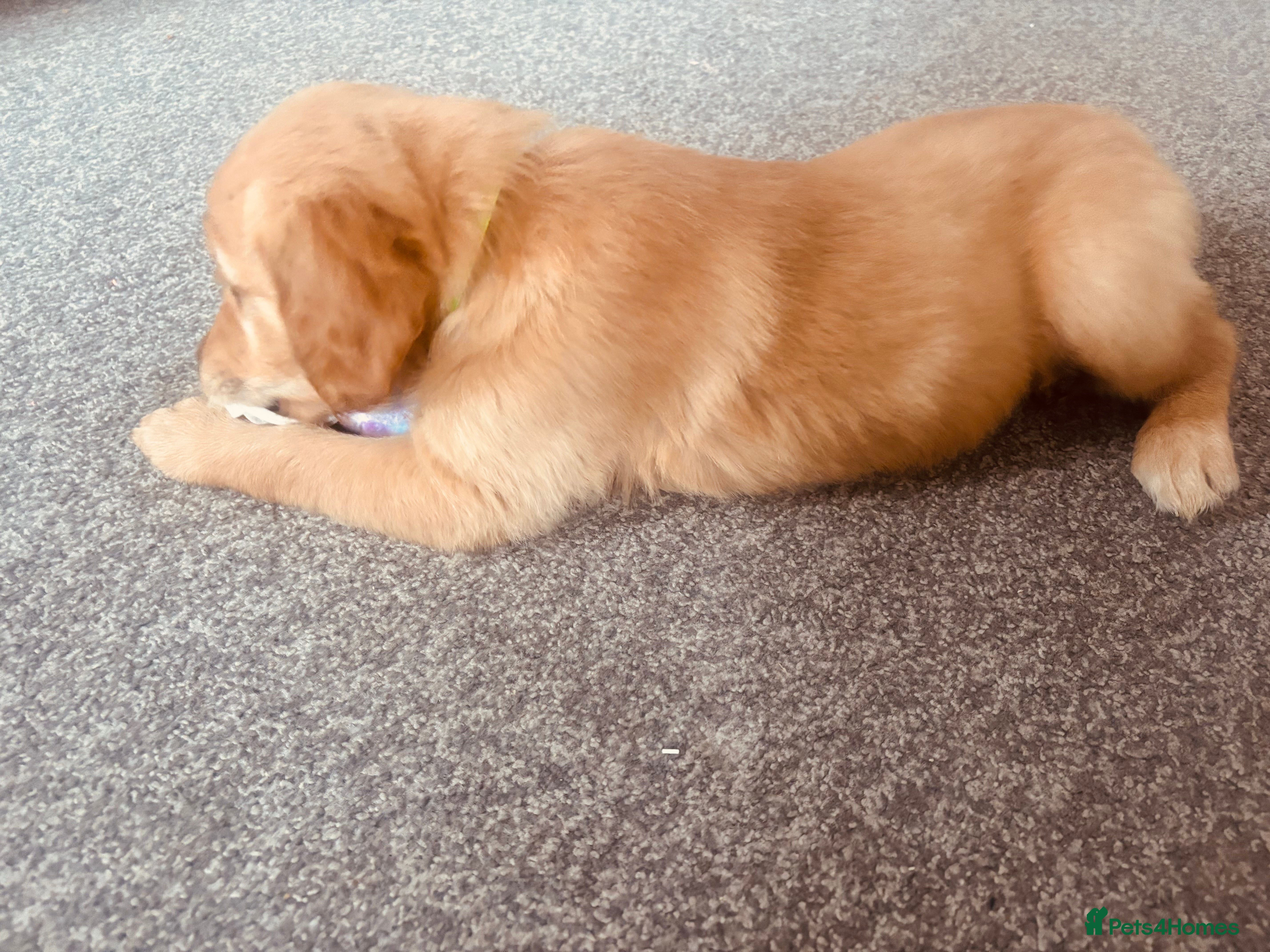 Golden Retriever dogs for sale: Golden retriever KC puppies (7)  - Advert 2