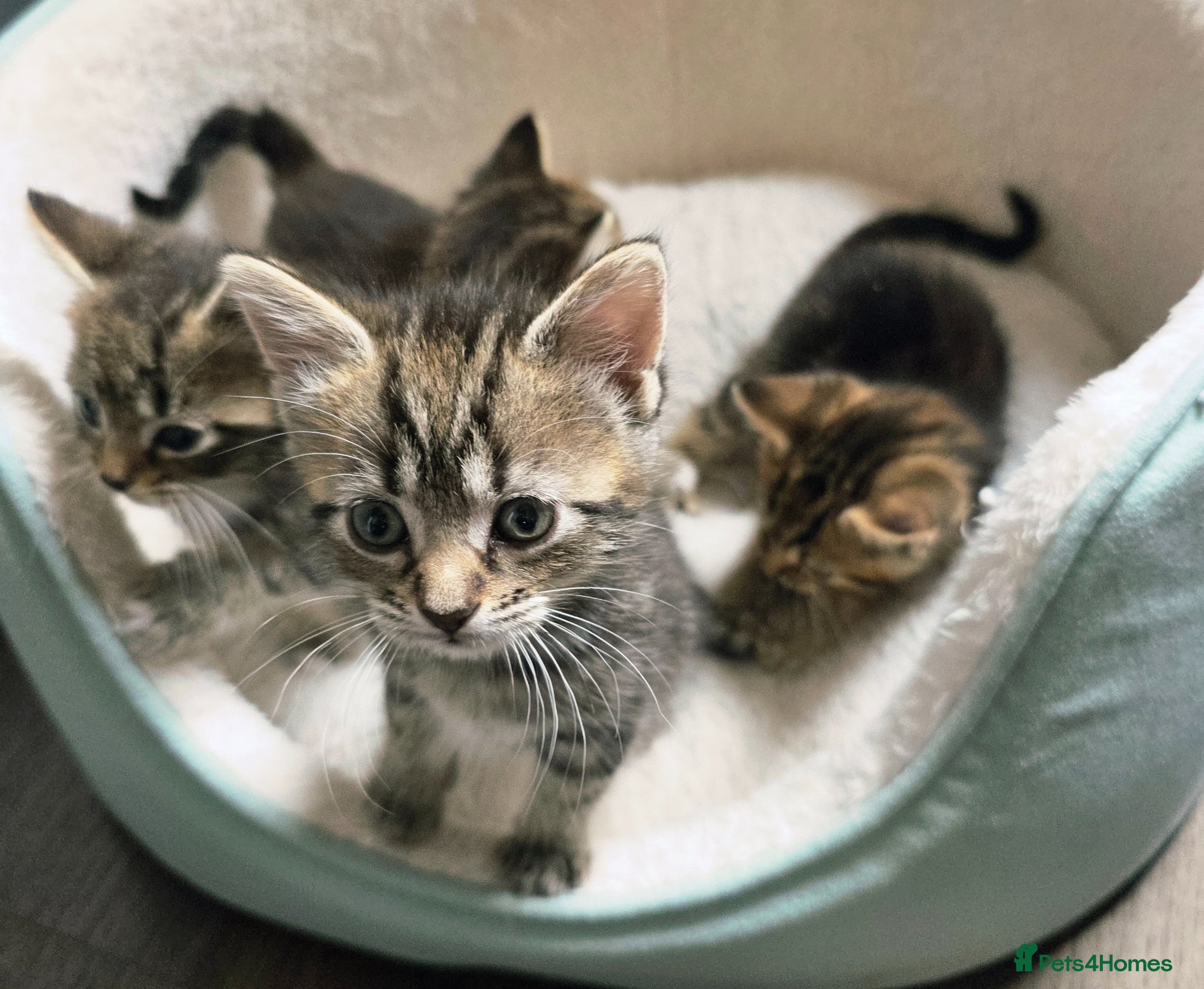 Mixed Breed cats for sale: Tabby kittens available 22nd of June - Advert 2