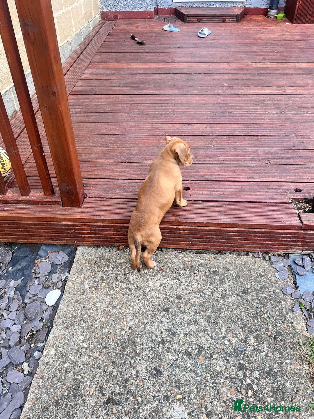 Mixed Breed dogs for sale: Rottweiler American Bulldog Cross Puppy for Sale - Image 3