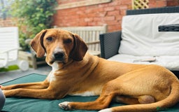 Bavarian Mountain Hound dogs for sale: Zoro needs a new home - Image 7