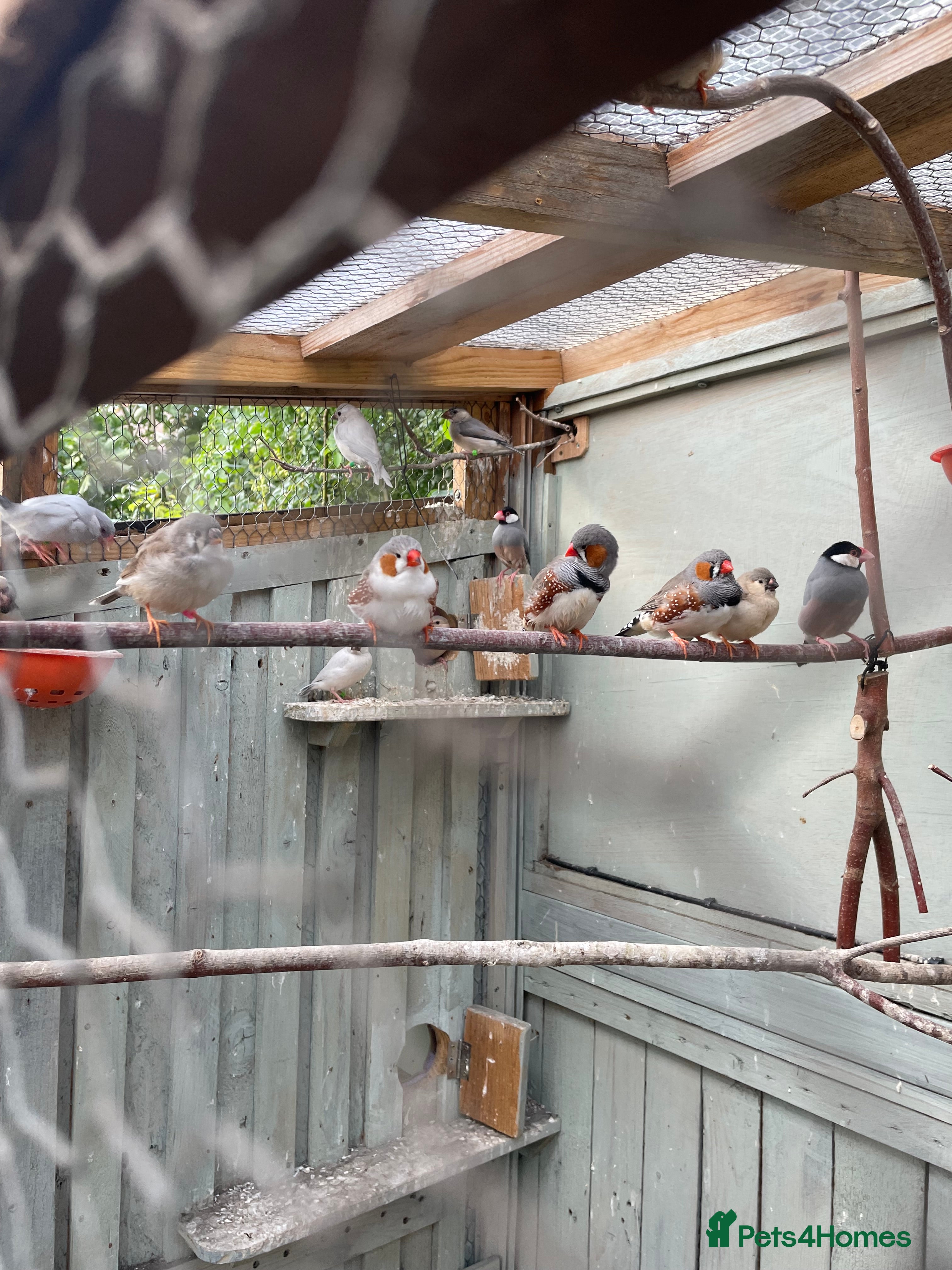 Finches birds Zebra finches  - Advert 14