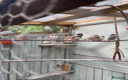Finches birds for sale: Zebra finches  - Image 3